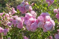 Rosier, Rosier 'exquisite', Rose, Rose 'exquisite'