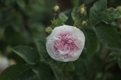 Rose 'cuisse de nymphe emue', Rosier, Rose, Rosier 'cuisse de nymphe emue'