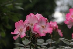 Rosier, Rosier 'rush', Rose, Rose 'rush'