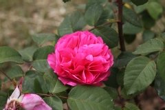 Rosier 'line renaud', Rosier, Rose 'line renaud', Rose