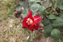 Rose 'monte-carlo country club'