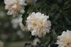 Rose 'aviateur blériot', Rosier, Rose, Rosier 'aviateur blériot'