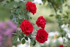 Rosier 'guirlande fleurie', Rose 'guirlande fleurie', Rosier, Rose