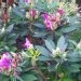 Rhododendron ponticum, Rhododendron