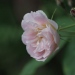 Rosa 'Treasure Trove'