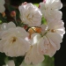 Rosa 'Treasure Trove'