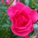 Rosa 'Flower Carpet'