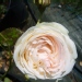 Rosa 'Pierre de Ronsard' ®