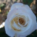 Rosa 'Jardins de Bagatelle' ®
