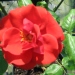 Rosa 'Chorus' ®