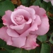 Rosa 'Charles de Gaulle' ®