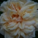 Rosa 'Marechal Niel'