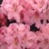 Rhododendron 'Albert Schweitzer'