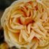 Rosa 'Gloire de Dijon'.Rose ancienne Noisette