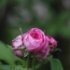 Rosa 'Anna de Diesbach'