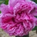 Rosa 'Madame Drioud'