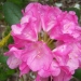 Rhododendron 'Polaris'