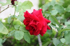 Rose 'michel hidalgo', Rosier, Rose