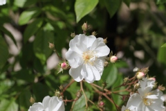 Rose 'bobbie james', Rosier, Rose, Rosier 'bobbie james'