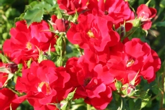 Rose 'xpert', Rosier 'xpert'