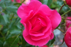 Rosa 'Flower Carpet'