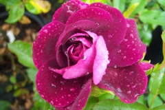 Rosa 'Burgundy Ice'®