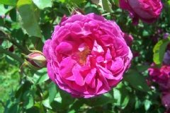 Rose 'futtacker schlingrose', Rosier, Rosier 'futtacker schlingrose', Rose