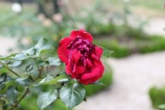 Rosier 'climbing le grand huit', Rosier, Rose, Rose 'climbing le grand huit'