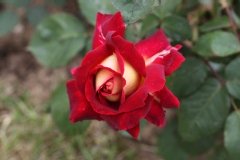 Rose 'monte-carlo country club'