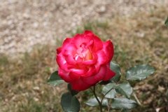 Rose 'morabito'