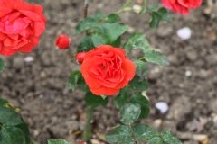 Rose 'albéric barbier', Rosier 'albéric barbier', Rosier, Rose