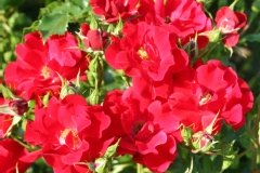 Rose 'xpert', Rosier 'xpert'