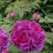 Rosa 'Rosier Evêque'