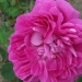 Rosa 'Achille Gonod'