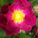Rose de provins, Rosier, Rosier de provins, Rose, Rose des apothicaires