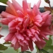 Rosa 'Marie Claire'