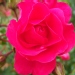 Rosa 'Emera' ®