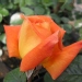 Rosa 'Louis de Funes' ®
