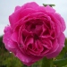 Rosa 'Madame Isaac Pereire'