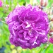 Rosa 'Bleu Magenta'