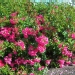 Rosa 'Emera' ®