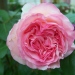 Rosa 'Pierre de Ronsard' ®