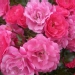 Rosa 'Emera' ®