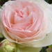 Rosa 'Pierre de Ronsard' ®