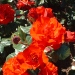 Rosa 'Chorus' ®