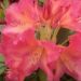 Rhododendron 'Golden Gate'