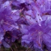 Rhododendron, Rhododendron 'azzuro'
