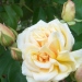 Rosa 'Marechal Niel'
