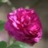 Rosa 'Reine des Violettes'
