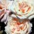 Rosa 'Gloire de Dijon'.Rose ancienne Noisette